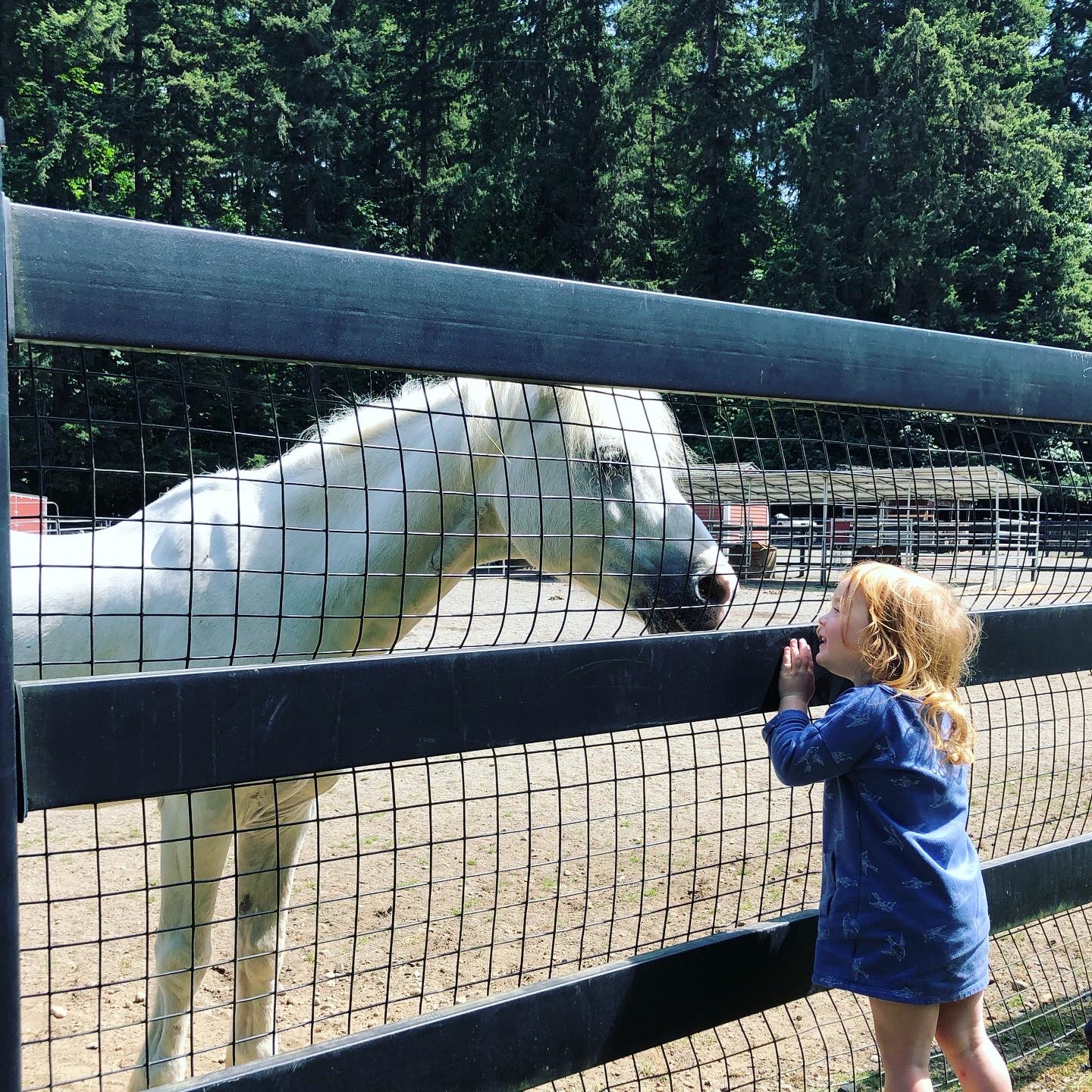 Barnyard Horse at Farrel-McWhirter Farm Park, Redmond, WA