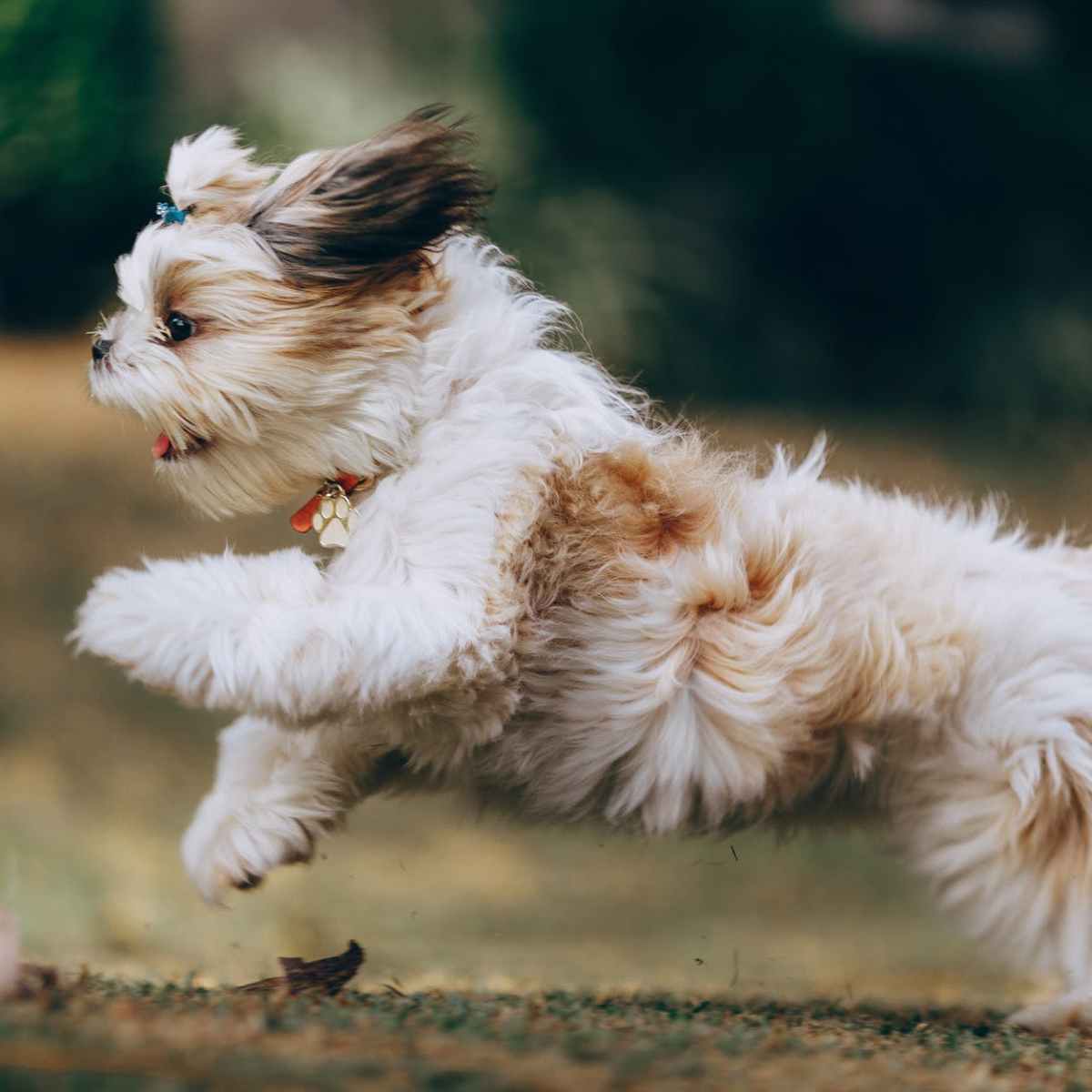 Eight Off-Leash Dog Parks on the Eastside for Your Furry Friend